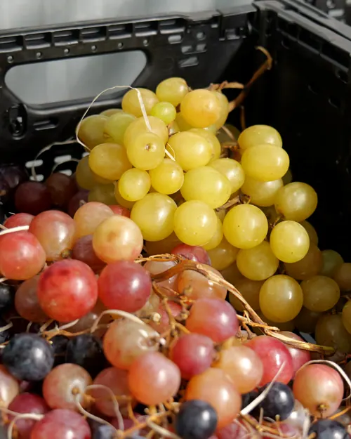 Caisse de raisins blancs et rouges avant le tri